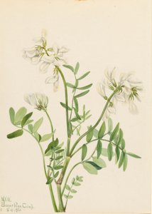 Malvavisco (Hedysarum mackenzii) de Mary Vaux Walcott