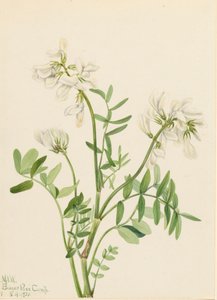 Hedysarum mackenzii, 1921 de Mary Vaux Walcott