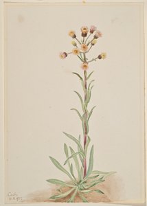 Florecilla alta (Erigeron acris) de Mary Vaux Walcott