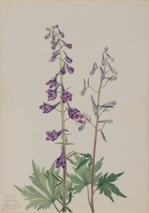 Espuela de caballero (Delphinium elongatum) de Mary Vaux Walcott
