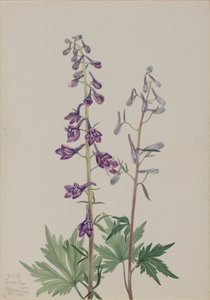 Espuela de caballero alta Delphinium elongatum de Mary Vaux Walcott