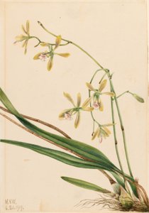 Epidendrum tampense (Epidendrum tampense) de Mary Vaux Walcott