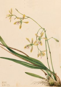 Epidendrum de Tampa, Epidendrum tampense, 1919 de Mary Vaux Walcott