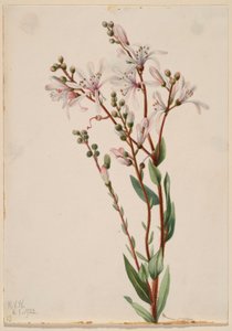 Flor de alquitrán (Befaria racemosa) de Mary Vaux Walcott