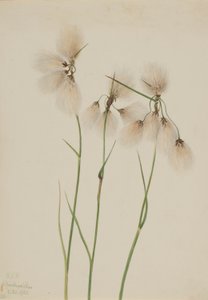 Algodoncillo de borla (Eriophorum angustifolium) de Mary Vaux Walcott