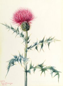 Cardo (Cirsium arizonica) de Mary Vaux Walcott