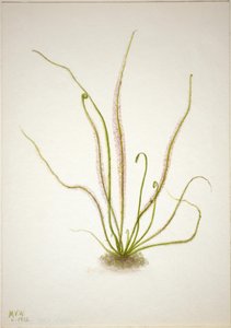 Drosera rotundifolia (Drosera rotundifolia) de Mary Vaux Walcott