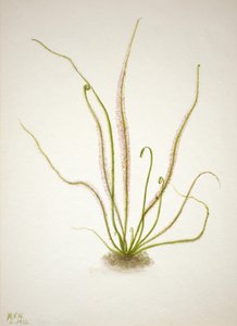 Drosera de hoja de hilo, 1933