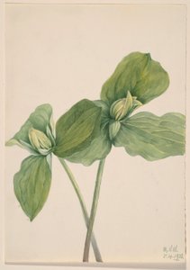 Trillium oruga (Trillium sessile) de Mary Vaux Walcott