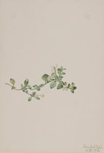 Houstonia trepadora (Houstonia procumbens) de Mary Vaux Walcott