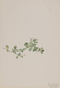 Houstonia rastrera Houstonia procumbens, 1918 de Mary Vaux Walcott