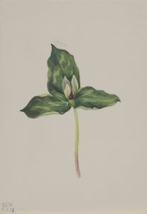Trillium discolor de Mary Vaux Walcott