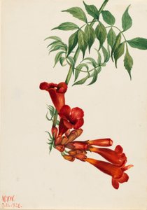 Enredadera trompetera (Bignonia radicans) de Mary Vaux Walcott