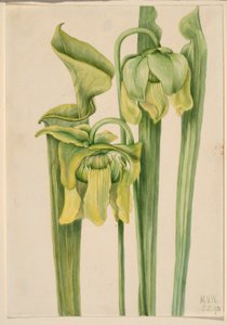 Hoja de trompeta (Sarracenia flava) de Mary Vaux Walcott