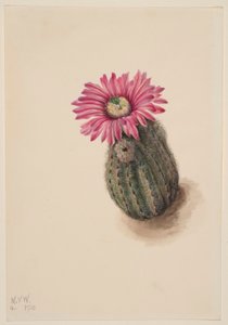 Cactus cabeza de pavo (Echinocerus perbellus) de Mary Vaux Walcott