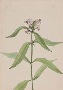 Cabeza de tortuga (Chelone glabra) de Mary Vaux Walcott