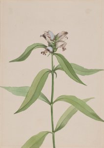 Cabeza de tortuga Chelone glabra, ca. 1917-1918 de Mary Vaux Walcott