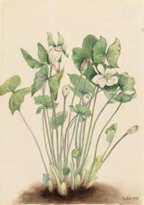 Hoja gemela (Jeffersonia diphylla) de Mary Vaux Walcott