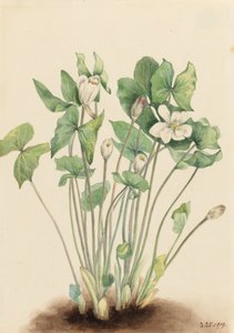Hoja gemela Jeffersonia diphylla de Mary Vaux Walcott