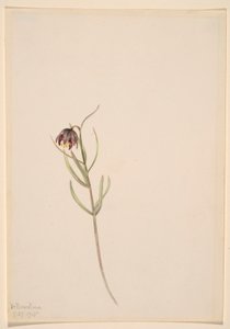 Sin título--Estudio de flores de Mary Vaux Walcott