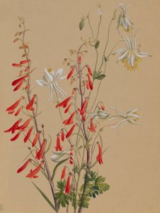 Sin título--Estudio de flores de Mary Vaux Walcott