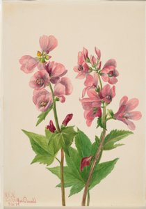 Sin título--Estudio de flores de Mary Vaux Walcott
