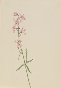 Sin título--Estudio de flores de Mary Vaux Walcott