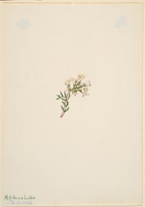 Sin título--Estudio de flores de Mary Vaux Walcott