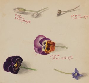 Sin título - Estudio de flores