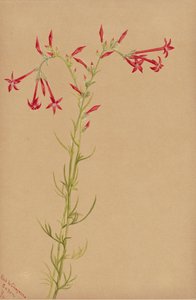 Estudio de flores sin título, 1883 de Mary Vaux Walcott