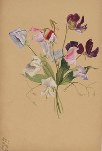 Sin título - Estudio de Flores, 1886 de Mary Vaux Walcott