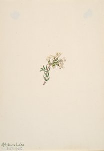 Sin título - Estudio de flores, 1905 de Mary Vaux Walcott