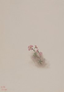 Sin título - Estudio de flores