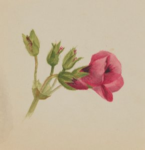 Sin título--Estudio de Flores, ca. 1876 de Mary Vaux Walcott
