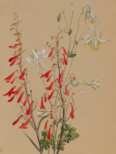 Sin título--Estudio de flores, ca. 1883-1900 de Mary Vaux Walcott