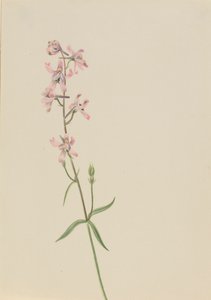 Sin título - Estudio de flores, ca. 1900-1930 de Mary Vaux Walcott