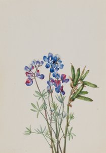 Estudio de flores sin título de Mary Vaux Walcott