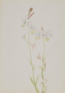 Sin título - Estudio de flores de Mary Vaux Walcott