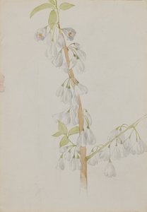 Sin Título--Estudio de Flores de Mary Vaux Walcott