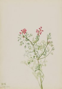 Sin título--Estudio de plantas de Mary Vaux Walcott