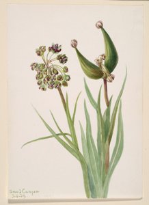 Sin título--Estudio de plantas de Mary Vaux Walcott