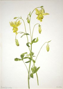 Sin título--Estudio de plantas de Mary Vaux Walcott
