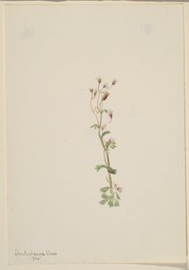 Sin título--Estudio de plantas de Mary Vaux Walcott