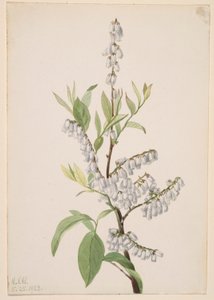 Sin título--Estudio de plantas de Mary Vaux Walcott