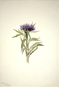 Sin título--Estudio de plantas de Mary Vaux Walcott