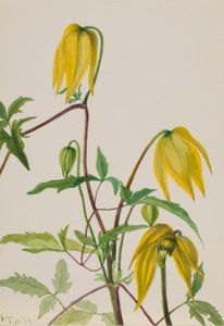 Sin título--Estudio de plantas de Mary Vaux Walcott