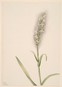 Sin título--Estudio de plantas