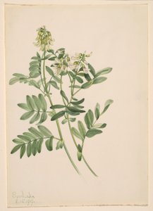 Sin título--Estudio de plantas de Mary Vaux Walcott