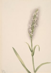 Sin título - Estudio de plantas