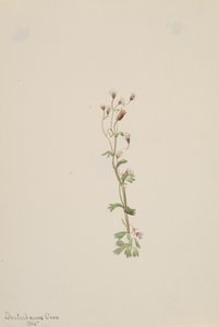 Sin título - Estudio de plantas, 1905